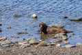 Big brown dog is lying in the water. Royalty Free Stock Photo