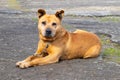 A big brown dog pit bull terrier is lying on the asphalt Royalty Free Stock Photo