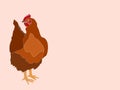 Big brown domestic chiken vector image illustration