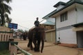 Big brown elephants being driven on city streets