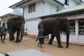 Big brown elephants being driven on city streets