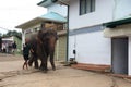 Big brown elephants being driven on city streets