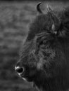portrait of Big brown European bison in a beautiful forest Royalty Free Stock Photo