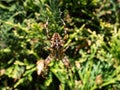 Big, brown European garden spider, cross orb-weaver Araneus diadematus showing the white markings across the dorsal abdomen Royalty Free Stock Photo