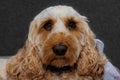 Big brown eyes of a male Cockapoo puppy Royalty Free Stock Photo