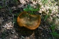 Big Brown Forest Mushroom Royalty Free Stock Photo