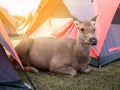 deer near tent Royalty Free Stock Photo