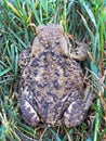 Big brown frog with black spots Royalty Free Stock Photo