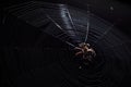 Big brown garden spider in center of his web with small insect prey at night