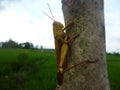 Brown grasshopper and his tree