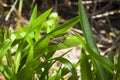 Big brown grasshopper on the green leaf in grass Royalty Free Stock Photo