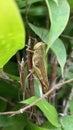 Big brown grasshopper among the leaves Royalty Free Stock Photo