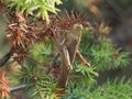 Big brown grasshopper on the thorned bush