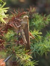 Big brown grasshopper on the thorned bush