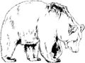 Big brown grizzly bear drawn in ink by hand Royalty Free Stock Photo