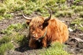 Big brown hairy cow laying on the grass