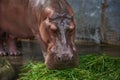 A hippopotamus eating green grass on the ground Royalty Free Stock Photo