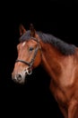 Big brown horse portrait on black background Royalty Free Stock Photo