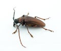 Big brown insect