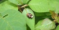 Big brown ladybug beetle