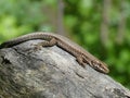 Big brown lizard in the mountains of italy