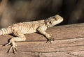 Big brown lizard Royalty Free Stock Photo