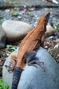 Big brown lizard sitting on a stone Royalty Free Stock Photo