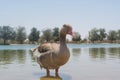 Big brown mature goose standing in the lake Royalty Free Stock Photo