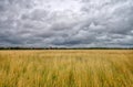 Big brown meadow with dramatic sky