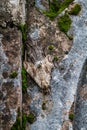 Big brown moth on a decaying wall of an old buidling