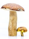 Big brown mushroom boletus and little mushroom the flywheel