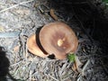 Big brown mushroom in the forest in autumn Royalty Free Stock Photo