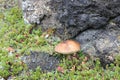 Big brown mushroom in a rocky field in Iceland