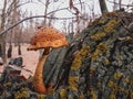 Big brown mushroom on a tree Royalty Free Stock Photo