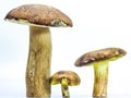 Big brown mushrooms boletus and the flywheel