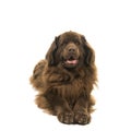 Big brown New Foundland dog lying down looking at the camera isolated on a white background Royalty Free Stock Photo