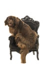 Big brown New Foundland dog sitting on a black baroque armchair isolated on a white background Royalty Free Stock Photo