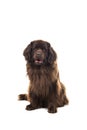 A Big brown New Foundland dog sitting looking at the camera isolated on a white background Royalty Free Stock Photo