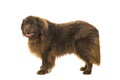 Big brown New Foundland dog standing sideways isolated on a white background Royalty Free Stock Photo