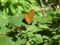 Big brown orange black butterfly in the forest