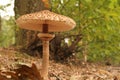 A big brown parasol mushroom with green leaves in the background in the forest in autumn Royalty Free Stock Photo