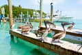 Big brown pelicans in Islamorada, Florida Keys Royalty Free Stock Photo