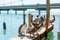 Big brown pelicans in Islamorada, Florida Keys Royalty Free Stock Photo