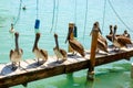 Big brown pelicans in Islamorada, Florida Keys Royalty Free Stock Photo