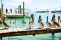 Big brown pelicans in Islamorada, Florida Keys Royalty Free Stock Photo