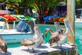 Big brown pelicans in Islamorada, Florida Keys Royalty Free Stock Photo