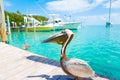 Big brown pelicans in Islamorada, Florida Keys Royalty Free Stock Photo