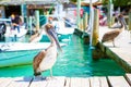 Big brown pelicans in port of Islamorada, Florida Keys. Waiting for fish at Robbie`s Marina. Royalty Free Stock Photo