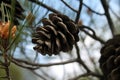 Big brown pine-cone on a branch of a tree Royalty Free Stock Photo