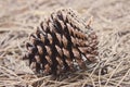 Big brown pine cone on the ground. Pine cone in dry coniferous needles. Pinecone closeup.